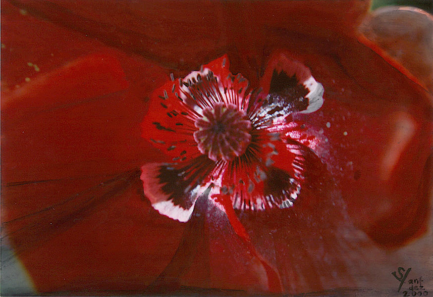 gemaltes_012_2_mohnbluete_coloriert